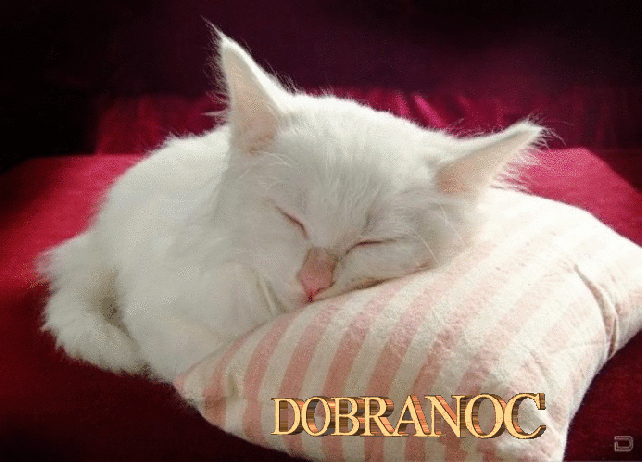 Biały kot śpi na poduszce dobranoc